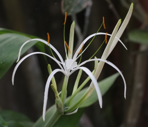 dieu-tri-ung-thu-2312-3-ngoisao.vn-w500-h429 2 TPCN Nano Rocori, Phòng ngừa ung thư, Giảm tác hại ung thư