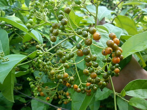 dieu-tri-ung-thu-2312-5-ngoisao.vn-w500-h375 0 TPCN Nano Rocori, Phòng ngừa ung thư, Giảm tác hại ung thư