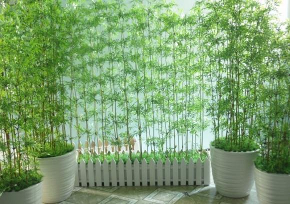 phong thủy gia đình, phong thủy, loại cây nên trồng trong đầu năm mới