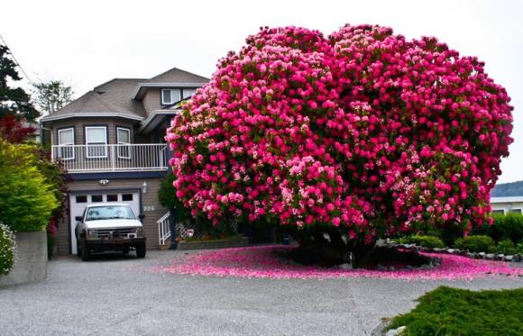 cây khổng lồ, cây đẹp nhất thế giới, loại cây đẹp nhất thế giới, hoa tử đằng, đỗ quyên, hoa anh đào