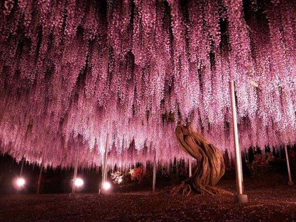 cây khổng lồ, cây đẹp nhất thế giới, loại cây đẹp nhất thế giới, hoa tử đằng, đỗ quyên, hoa anh đào
