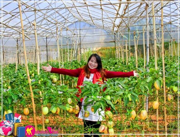 Du lịch dịp 30/4, Địa điểm du lịch 30/4, Đà Lạt, Đà Nẵng, Công ty Du Lịch Việt