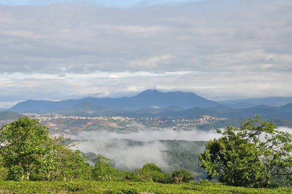 Sơn Tùng M-TP, đồi  chè Đồi chè Cầu Đất