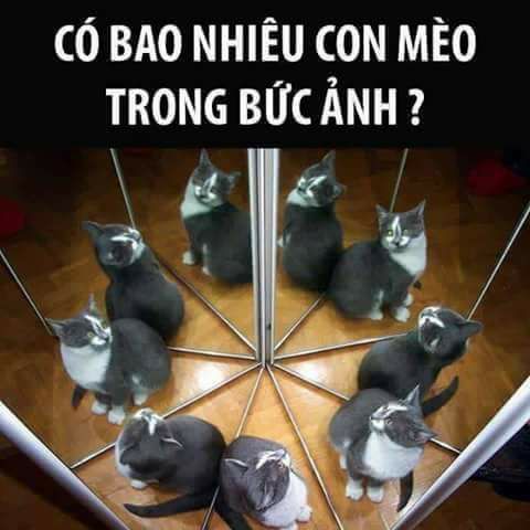 Có bao nhiêu con mèo trong bức ảnh, ảnh ảo giác, ảnh gây ảo giác