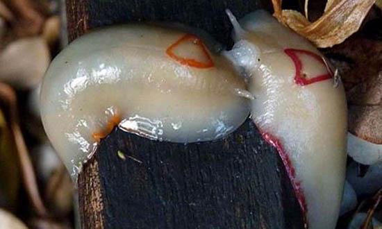 ốc sên, ốc sên kỳ lạ, ốc, kỳ lạ