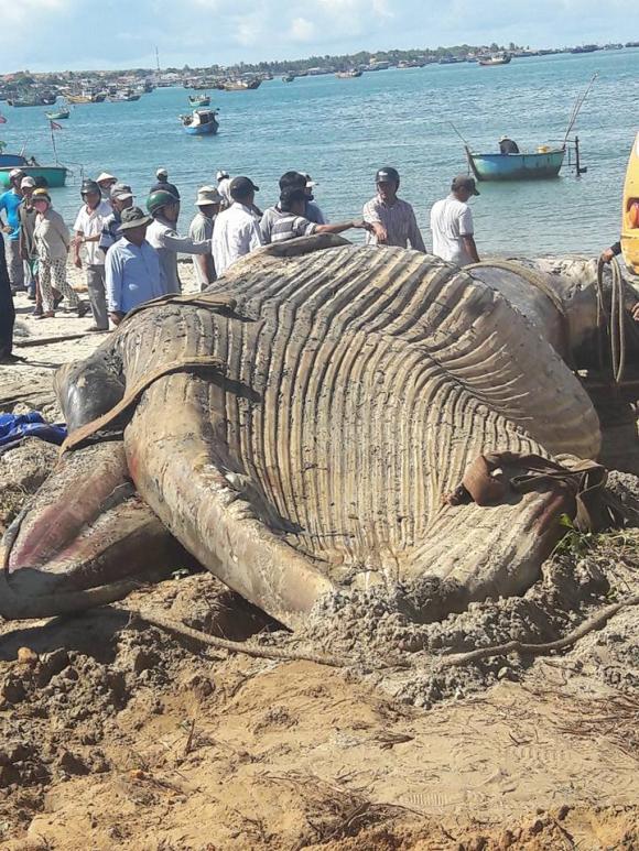 Phát hiện xác cá ông khổng lồ trôi dạt vào biển Phan Thiết?