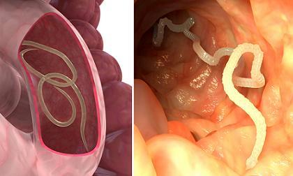 Parasite, Ký sinh trùng, Điện ảnh xứ Hàn, Sang Kang Ho 