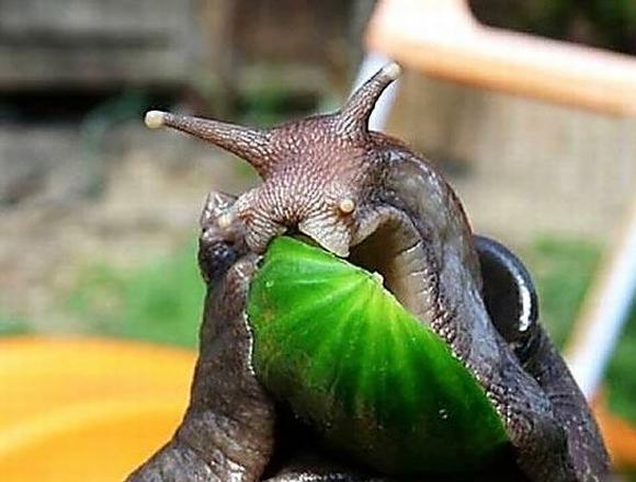 ốc sên, ốc sên kỳ lạ, ốc, kỳ lạ