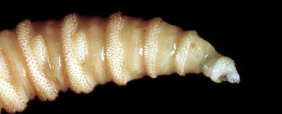 ký sinh trùng, ký sinh trùng ăn đục lỗ trên người, ký sinh trùng ăn thịt cơ thể, ký sinh trùng hình xoắn ốc, Cochliomyia hominivorax, ruồi xám ăn thịt