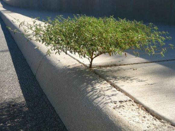 sự sống bất diệt, cây độc, cây sống trước sự khắc nghiệt