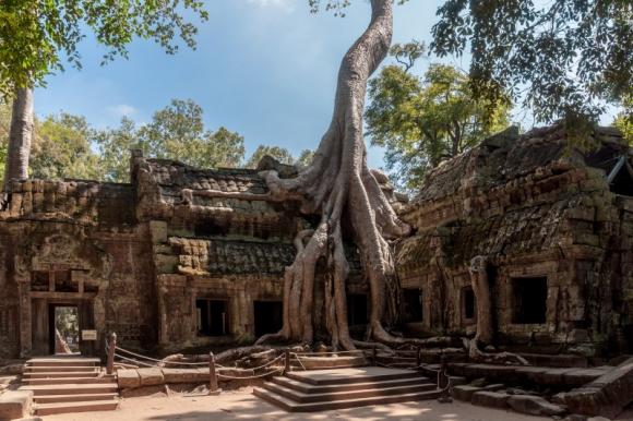 sự sống bất diệt, cây độc, cây sống trước sự khắc nghiệt
