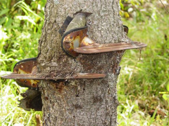 sự sống bất diệt, cây độc, cây sống trước sự khắc nghiệt