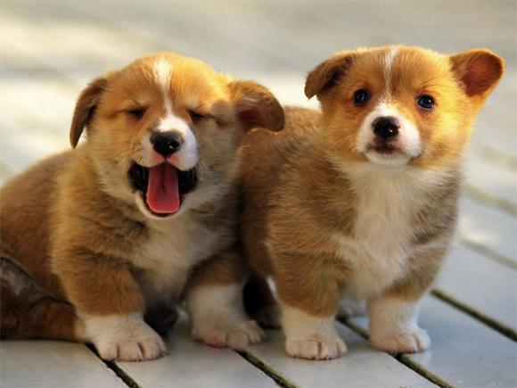 tử vi, con giáp, ngày 26/2 đến 4/3/2018