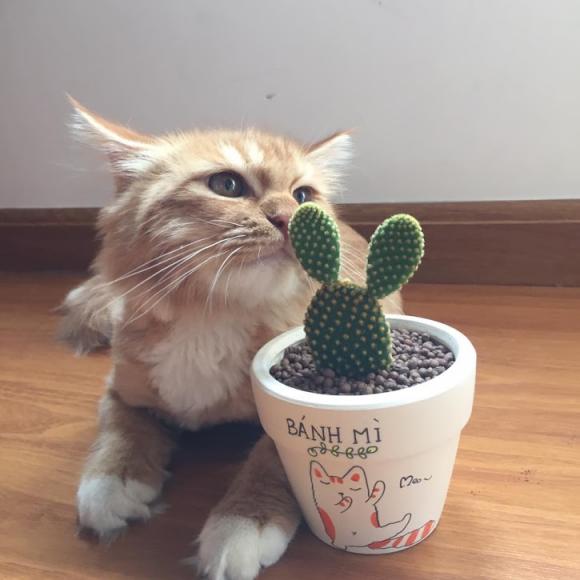 tử vi, con giáp, ngày 26/2 đến 4/3/2018