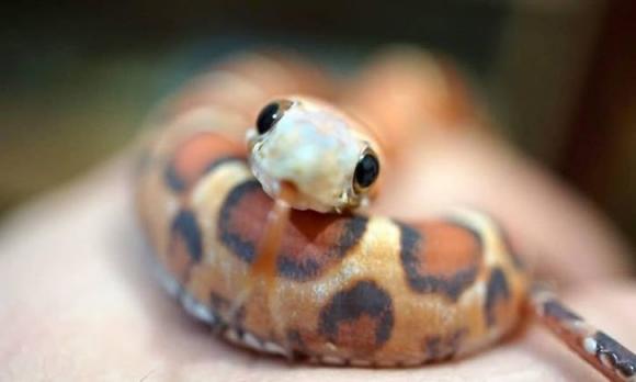 tử vi, con giáp, ngày 26/2 đến 4/3/2018