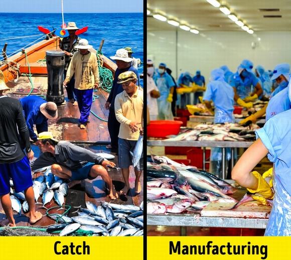 cá, ăn cá gì, ăn cá như thế nào