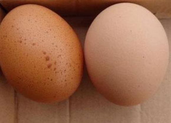 trứng, mua trứng, trứng nhiễm độc