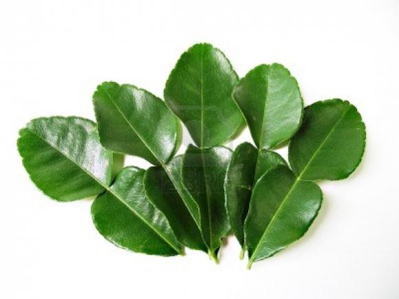 nấm vùng kín, vi khuẩn vùng kín, thành phần tiêu diệt nấm và vi khuẩn vùng kín