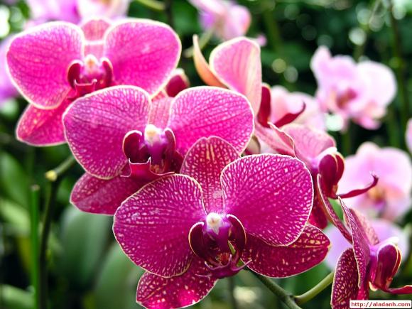bày hoa trong nhà, loài hoa mang lại tài lộc thịnh vượng cho gia đình,phong thủy nhà cửa
