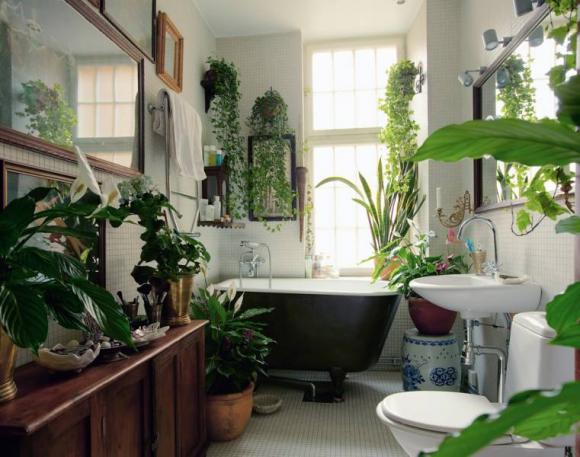 phòng tắm, cây xanh trồng trong phòng tắm, cây cảnh trồng trong nhà tắm