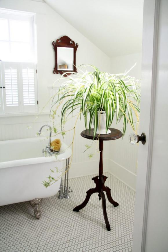 phòng tắm, cây xanh trồng trong phòng tắm, cây cảnh trồng trong nhà tắm