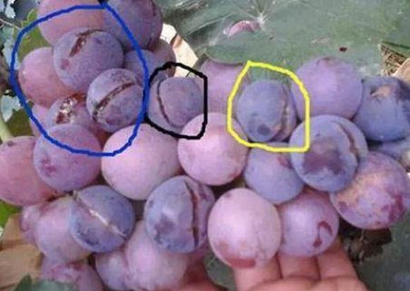 nho ngâm hóa chất, nho độc hại, nho sạch