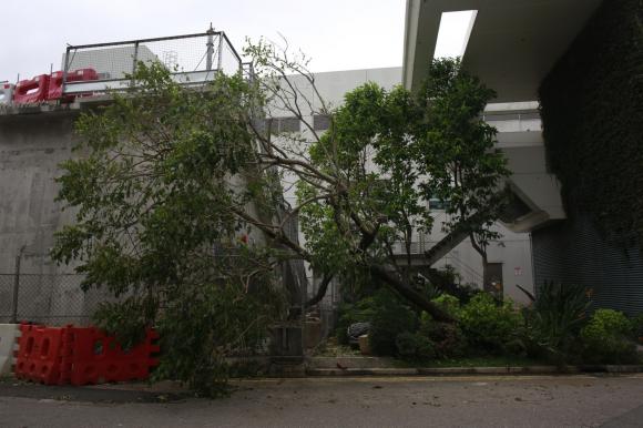 bão mangkhut, phim tvb, phim hong kong, cầu thang 100 năm tuổi