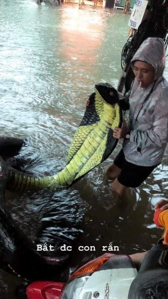 rắn hổ mang, rắn hổ mang xuất hiện ở Nha Trang, mưa lớn Nha Trang