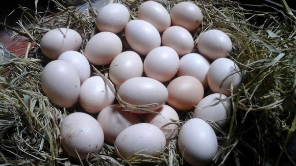 Trứng gà nuôi thả, trứng gà nuôi nhốt, Mẹo vặt gia đình