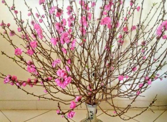 Hoa đào, cách chọn hoa đào, Tết Kỷ Hợi 2019