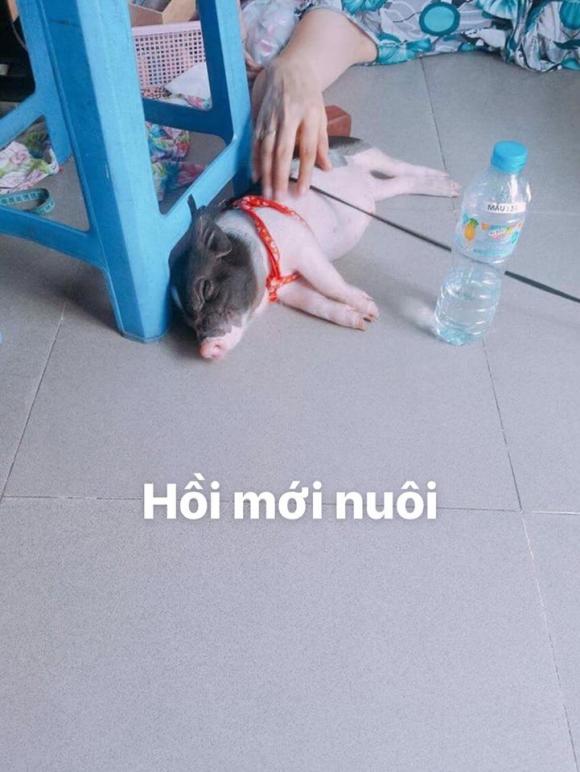 heo mini, heo cảnh, mua lợn cảnh