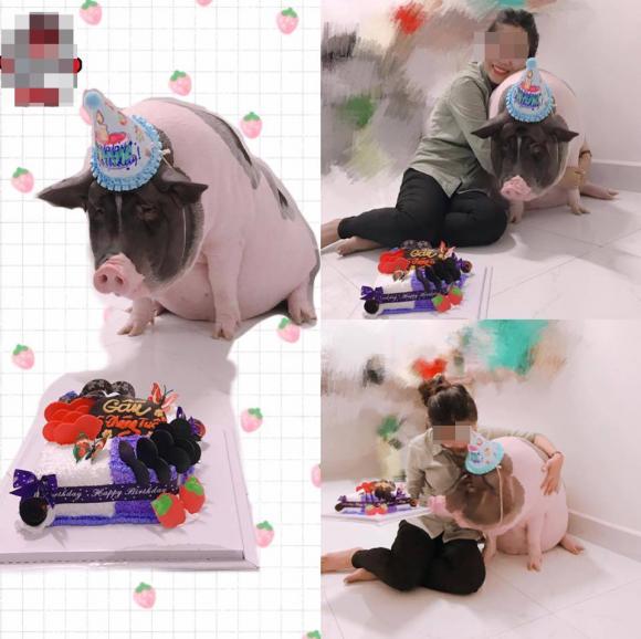 heo mini, heo cảnh, mua lợn cảnh