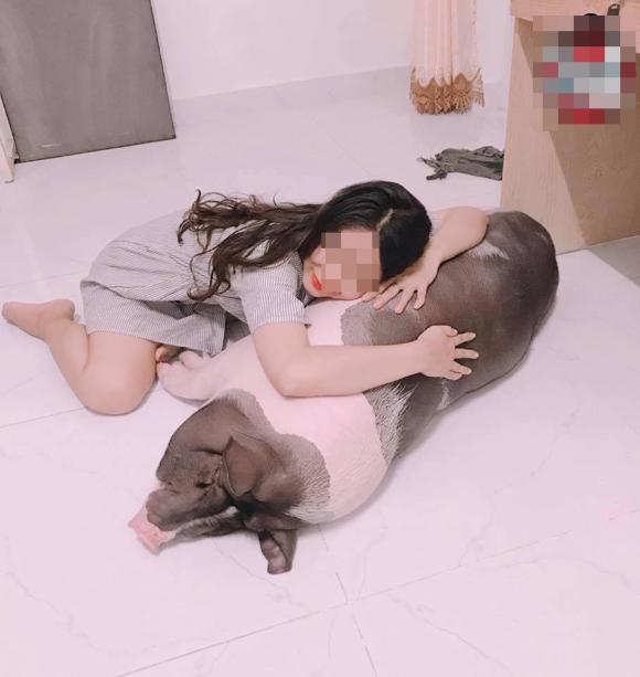 heo mini, heo cảnh, mua lợn cảnh
