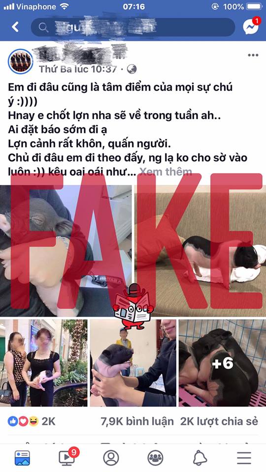 heo mini, heo cảnh, mua lợn cảnh