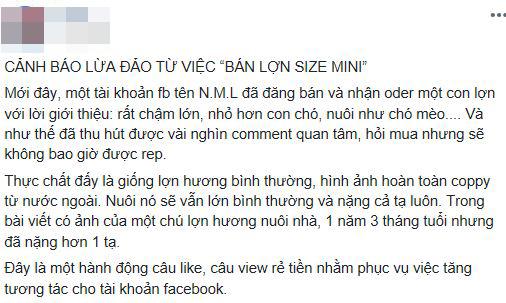 heo mini, heo cảnh, mua lợn cảnh