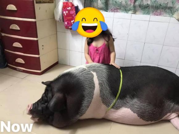 heo mini, heo cảnh, mua lợn cảnh