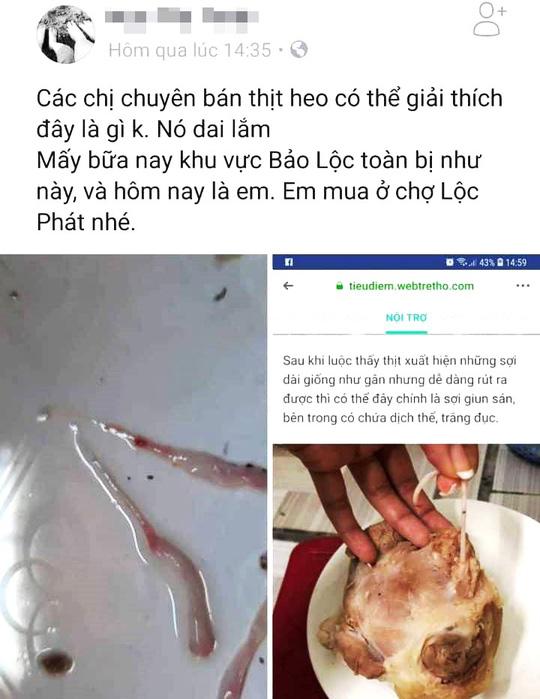 sán lợn, Bảo Lộc, Lâm Đồng,  heo nhiễm sán 