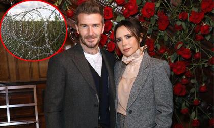 david beckham, harper seven, sao hollywood