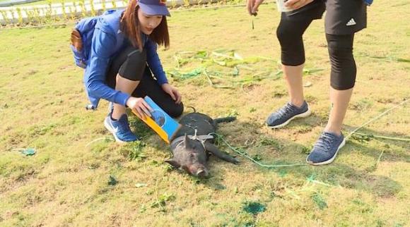 Cuộc đua kỳ thú,hoa hậu mỹ linh,lương gia huy