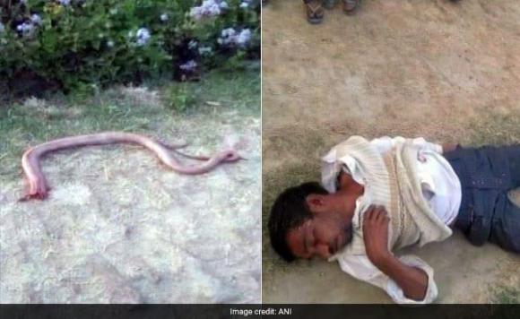rắn cắn, rắn độc cắn, bắt rắn độc, Ấn Độ