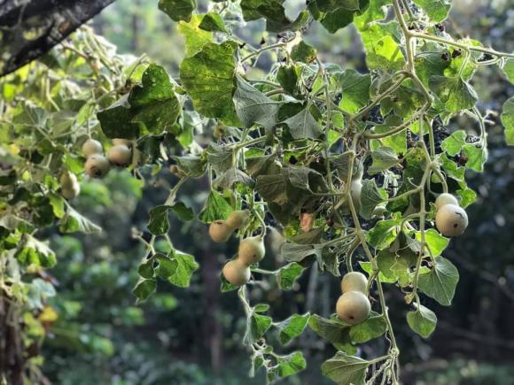  Kiều Trinh, nữ hoàng cảnh nóng Kiều Trinh, nhà Kiều Trinh, vườn Kiều Trinh, khu vườn Kiều Trinh, nhà sao việt 