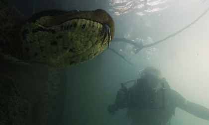 Kinh hoàng cảnh thợ lặn đối mặt với trăn khổng lồ dưới nước