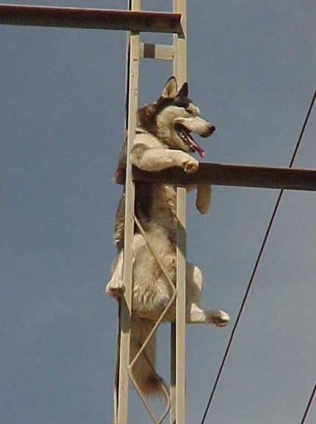 chú chó ngốc nghếch, chú chó thích leo trèo, chú có trèo cột điện